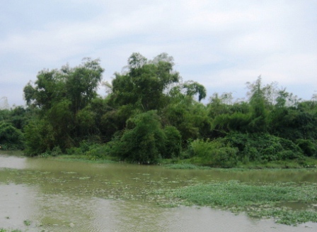 Visit sland of stork in Tien Nong